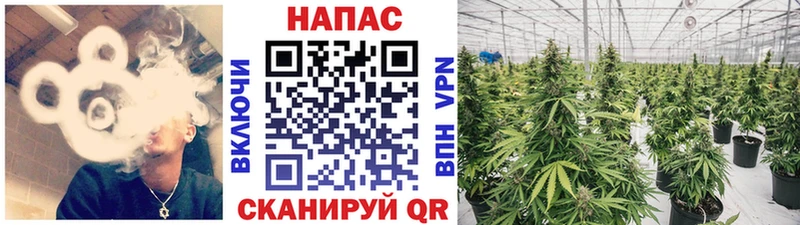 Наркошоп купить АМФ  Alpha PVP  Псилоцибиновые грибы  Марихуана  МЕФ  Чегем