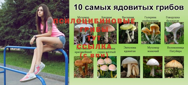 ПСИЛОЦИБИНОВЫЕ ГРИБЫ Инсар